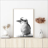 60cmx90cm Kookaburra Black Frame Canvas Wall Art - Home & 