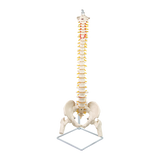 Life Size Flexible Vertebral Spine Pelvis & Femur Skeleton Model Anatomy Model