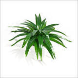 Aloe Vera Stem 30cm - Home & Garden > Artificial Plants