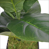 Dense Fiddle Leaf Fig Tree 70cm - Home & Garden > Artificial
