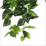 Heart Leaf Philodendron Hanging Creeper Bush 73cm - Home & 