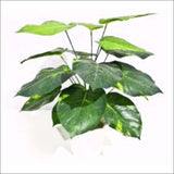 Lily Stem 32cm - Home & Garden > Artificial Plants