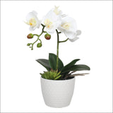 Potted Single Stem White Phalaenopsis Orchid with Decorative