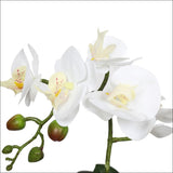 Potted Single Stem White Phalaenopsis Orchid with Decorative