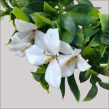 White Flowering Jasmine Stem Uv Resistant 30cm - Home & 